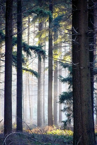 Zoveel unieke bomen in een bos...